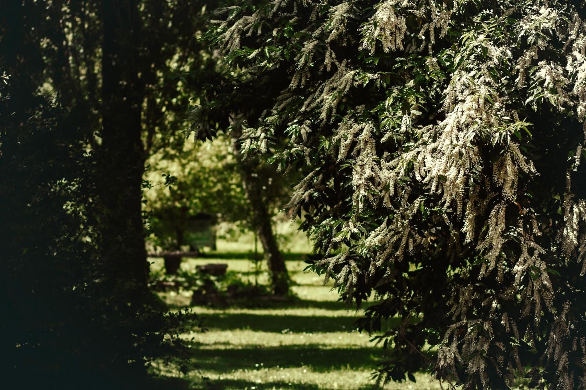 Le Chateau De Sorgues Cornus Exterior foto